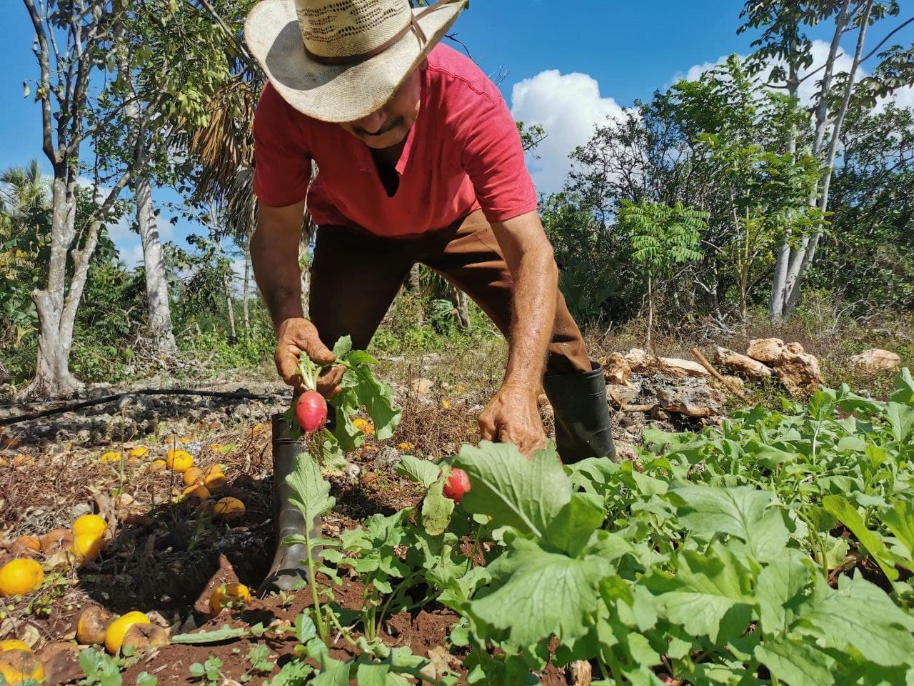 Pasar del fomento al desarrollo, objetivo con el sector agropecuario de Puerto Morelos para 2024