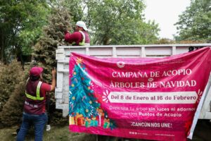 Arranca gobierno de BJ acopio de árboles de navidad