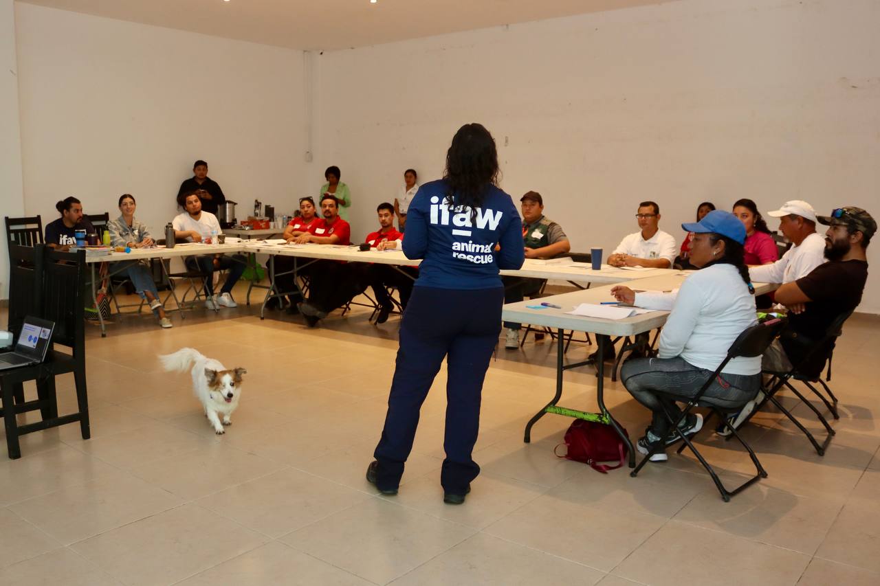 Imparten curso de “manejo y bienestar animal para primeros respondientes” en Puerto Morelos