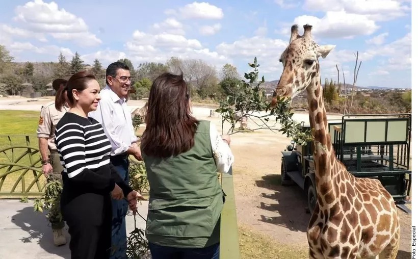 Jirafa 'Benito' pasa examen de salud y se adapta a su nuevo hogar