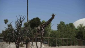 Benito inicia su viaje a Africam Safari desde Ciudad Juárez