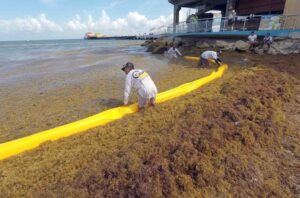 Empiezan a instalar barrera antisargazo en Quintana Roo