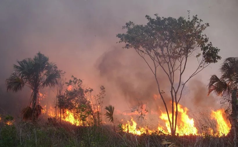 Temen temporada intensa de incendios tras tala de árboles por el Tren Maya en Q. Roo.