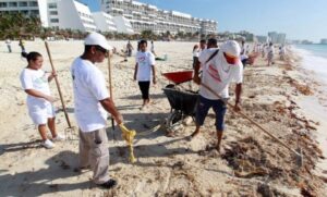 Refuerzan limpieza de pasto marino en playas de Cancún