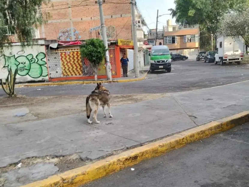 Capturan un lobo en la GAM; se cree que escapó de Zoológico