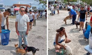 xitosa vacunación antirrábica en Cancún; 100 perros por hora son vacunados