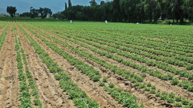 campo_de_hortalizas_hs_34.jpg_554688468