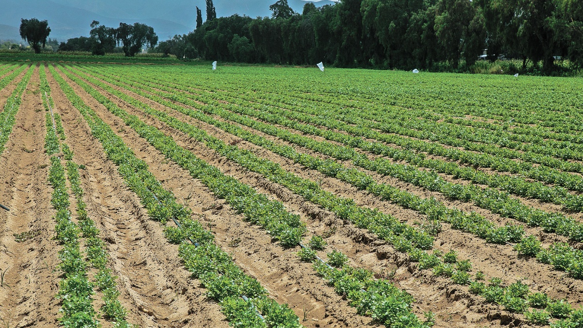 campo_de_hortalizas_hs_34.jpg_554688468