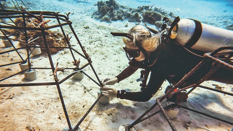coral_nursery__cozumel_iberostar.jpg_554688468