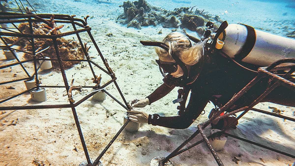 coral_nursery__cozumel_iberostar.jpg_554688468