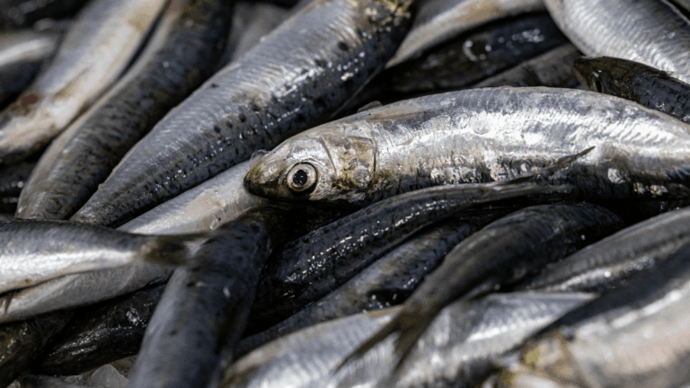 sardinas_afp.png_554688468