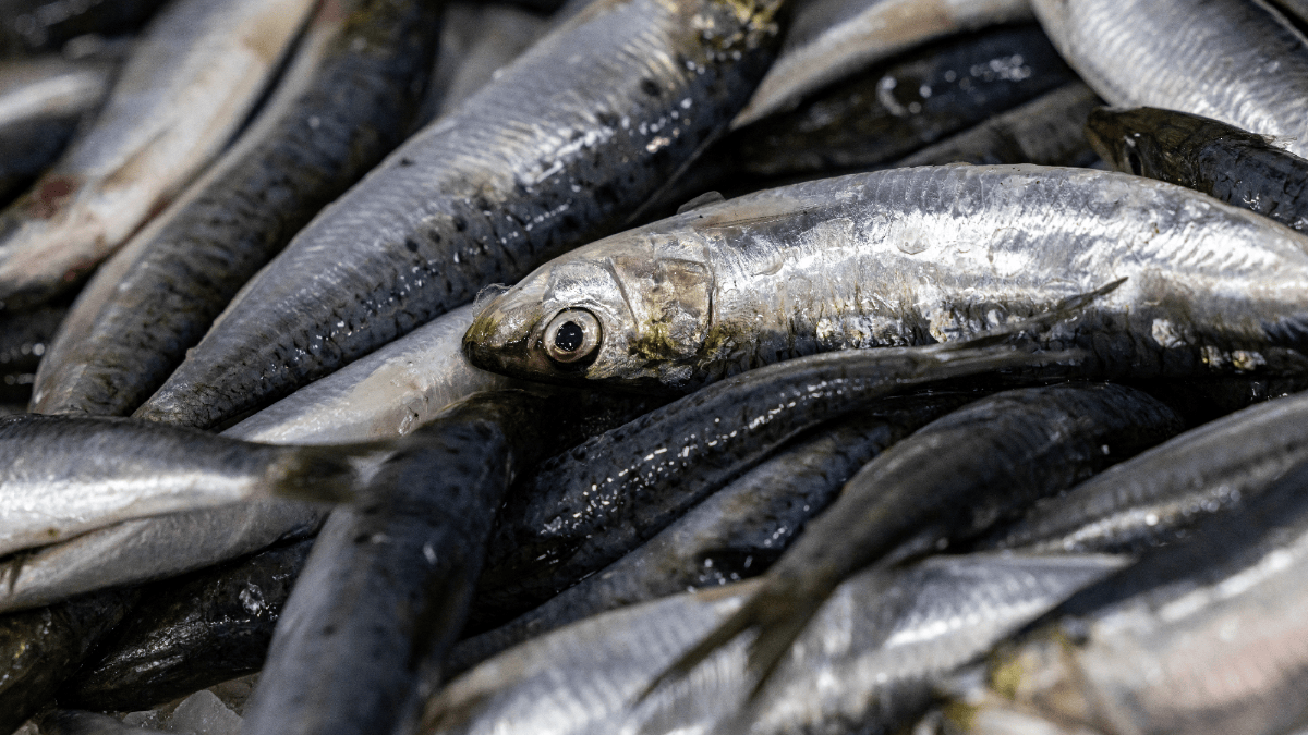sardinas_afp.png_554688468