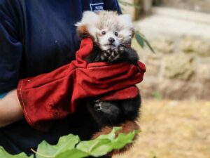 Bebé pandita rojo muere a causa del estrés