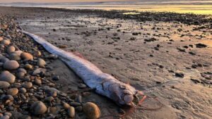 Aparece nuevamente el ‘pez del fin del mundo’ en playas de California