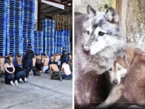 Rescatan 27 animales exóticos en Ocoyoacac, Edomex; y detienen a 42 personas