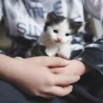 Niño cambia su patineta por un gato y salva a michi de un grupo de abusivos