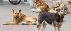 ¡Es oficial! Tendrá Puebla un día municipal para los animales y el perro