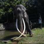 Hombre pierde la vida en Tailandia tras chocar su moto contra elefante