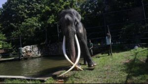 Hombre pierde la vida en Tailandia tras chocar su moto contra elefante