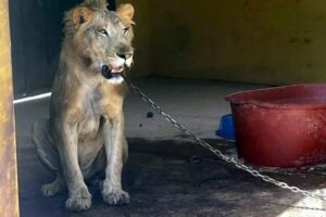 Rescatan a león africano encadenado en Sinaloa; van 11 felinos asegurados durante crisis de vîōlēncîã