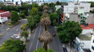 Palmeras en la CDMX: Serán Retiradas por Padecer la ‘Enfermedad Rosa’