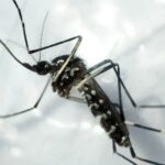 Emiten alerta epidemiológica por aumento de dengue del serotipo DENV-3