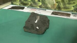 Exponen fósil de insecto con 300 millones de años de antigüedad en España