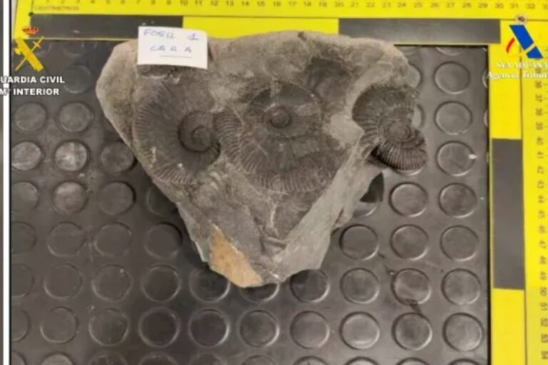 WhatsApp Image 2025-11-11 at 09.08.46