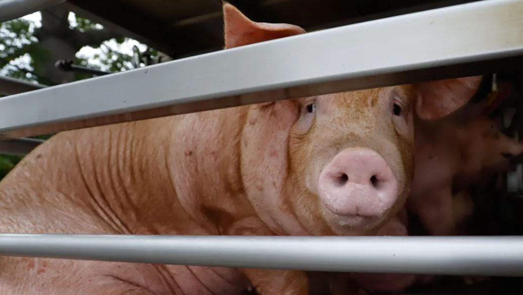 WhatsApp Image 2026-02-26 at 09.29.06